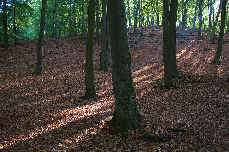 day, sunny, tree, leaf, ray, autumn, forest, plant, tree trunk HD wallpaper
