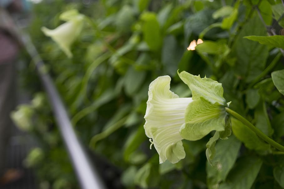 singapore, growth, plant, leaf, plant part, green color, close-up HD wallpaper