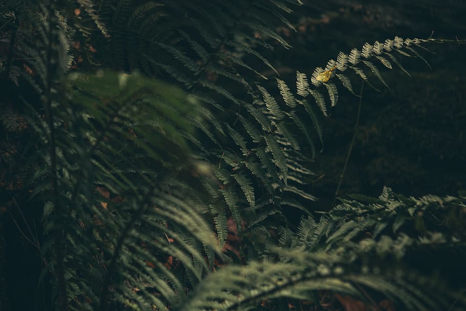 green leaf plant, fern, pistyll rhaeadr(waterfall), united kingdom HD wallpaper