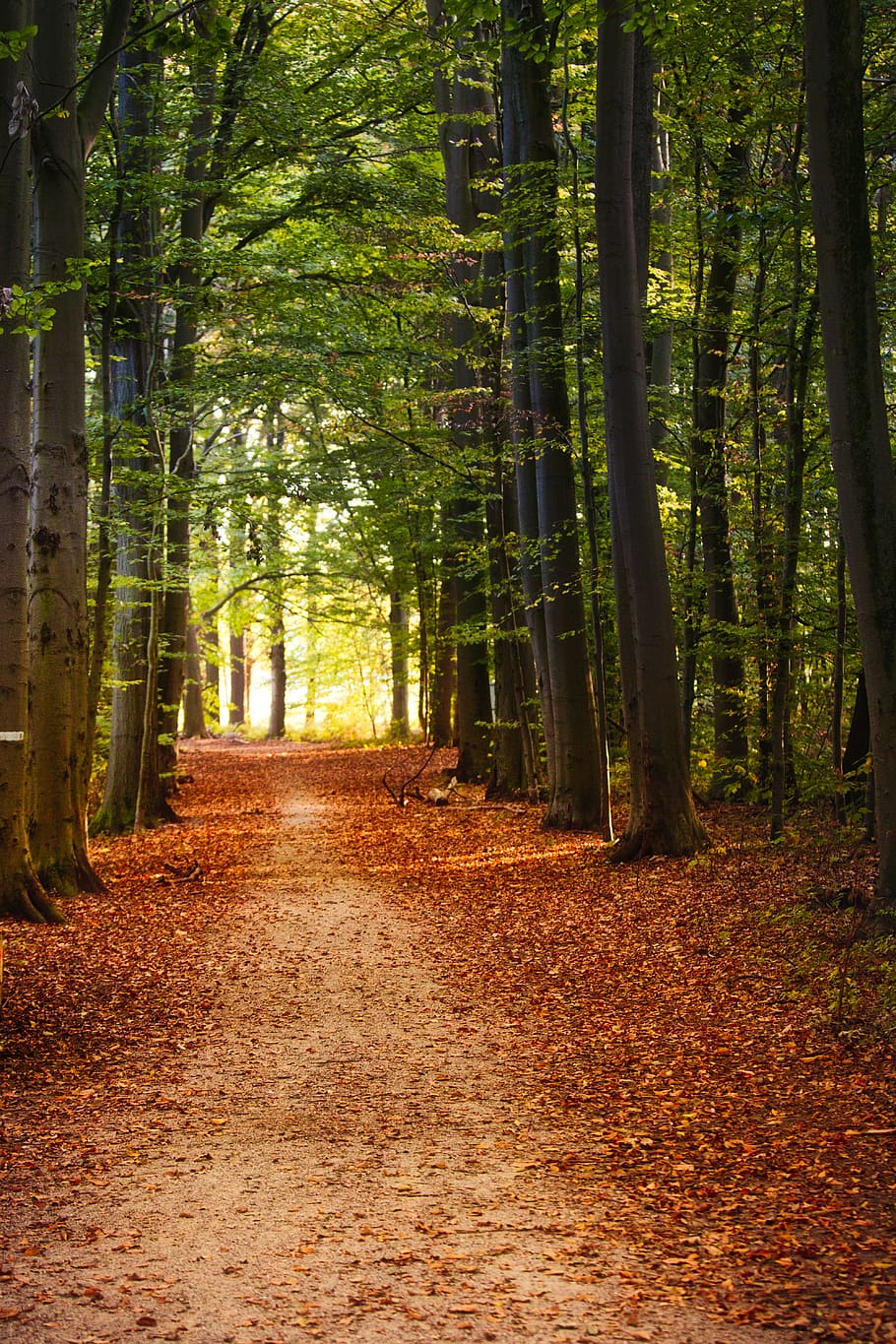 trees, forest, nature, deciduous tree, mystical, wood, autumn HD wallpaper
