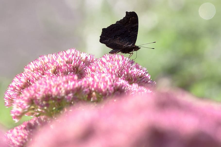 peacock, butterfly, insect, animal, wild, nature, flower, fragrance HD wallpaper