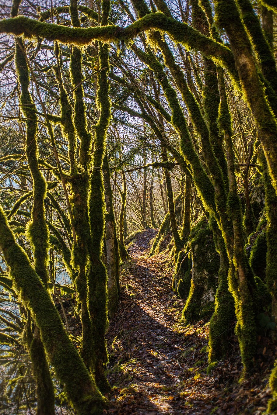 trees, forest, wood, leaf, green, sun, day, river, path, plant HD wallpaper
