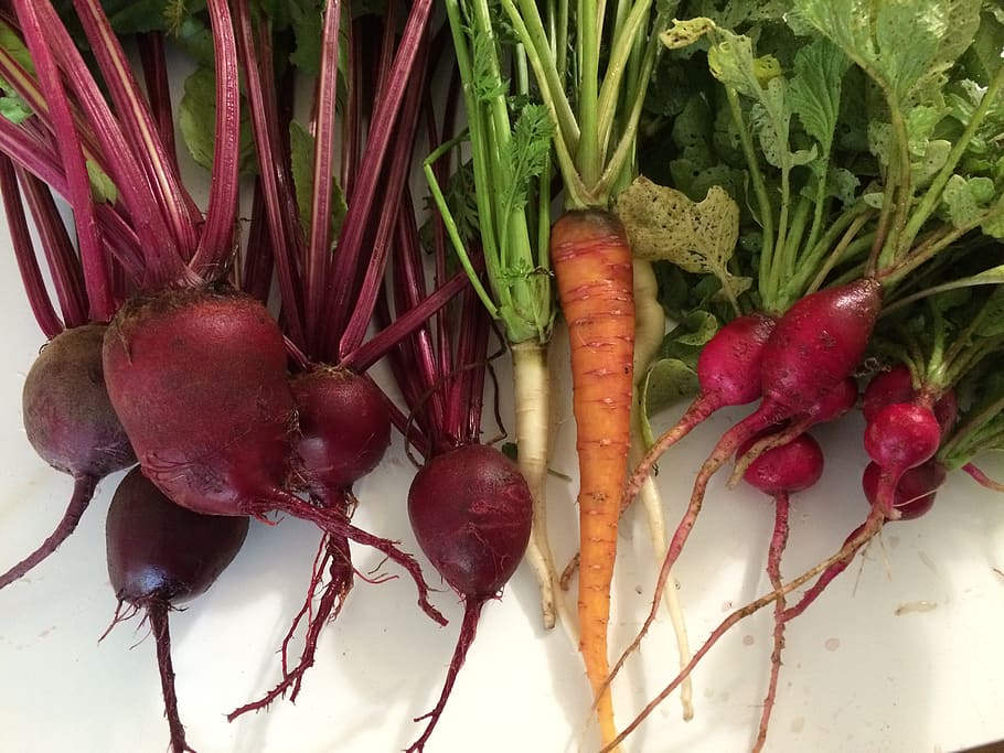 beet, carrot, garden, harvest, root vegetables, food and drink, HD wallpaper