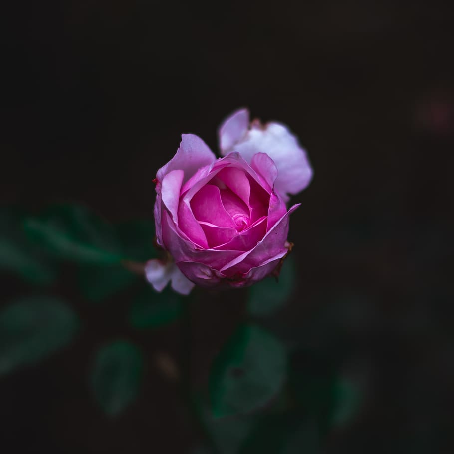 pink-petaled flower, plant, blossom, geranium, red, rose, dark HD wallpaper