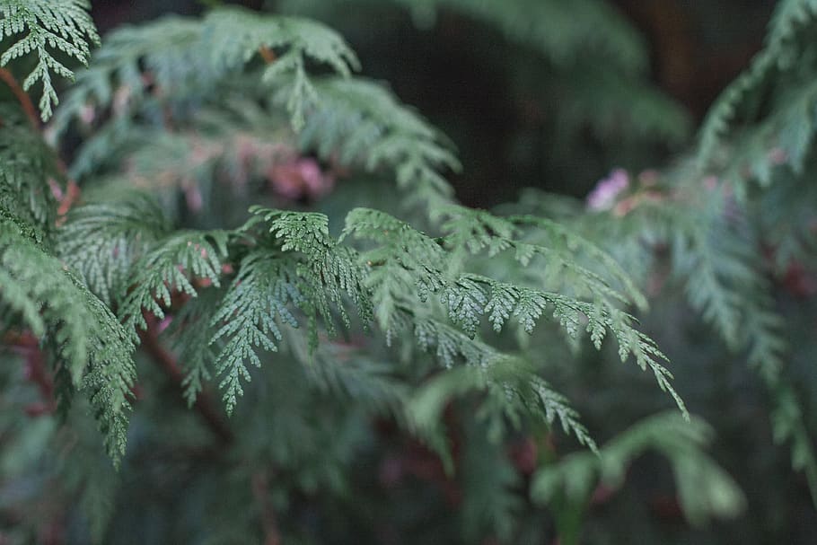 trees, winter, pine, nordic, green, forest, plant, selective focus HD wallpaper