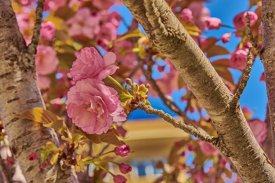 cherry, flower, tree, branch, flowering, color, outbreak, nature HD wallpaper