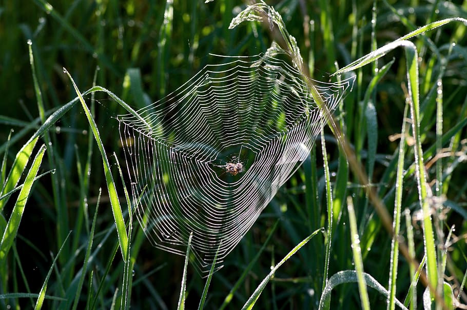web, in the grass, at dawn, plant, spider web, close-up, focus on foreground HD wallpaper