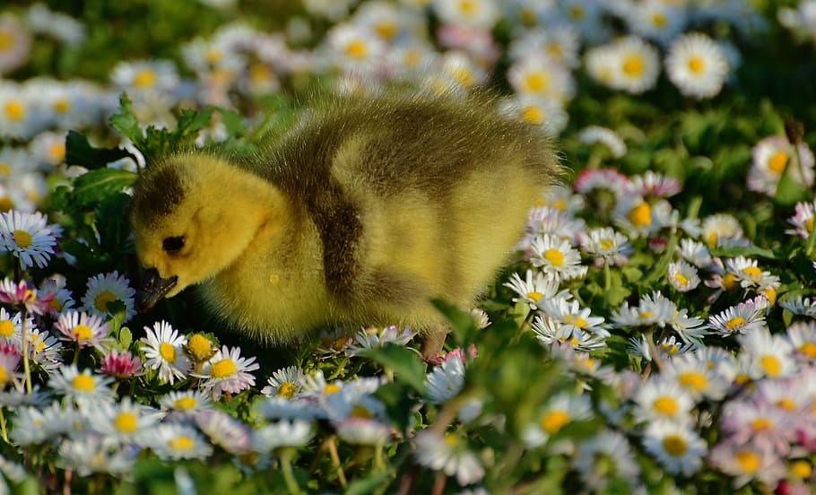 duck, nature, meadow, animal themes, one animal, yellow, flower HD wallpaper