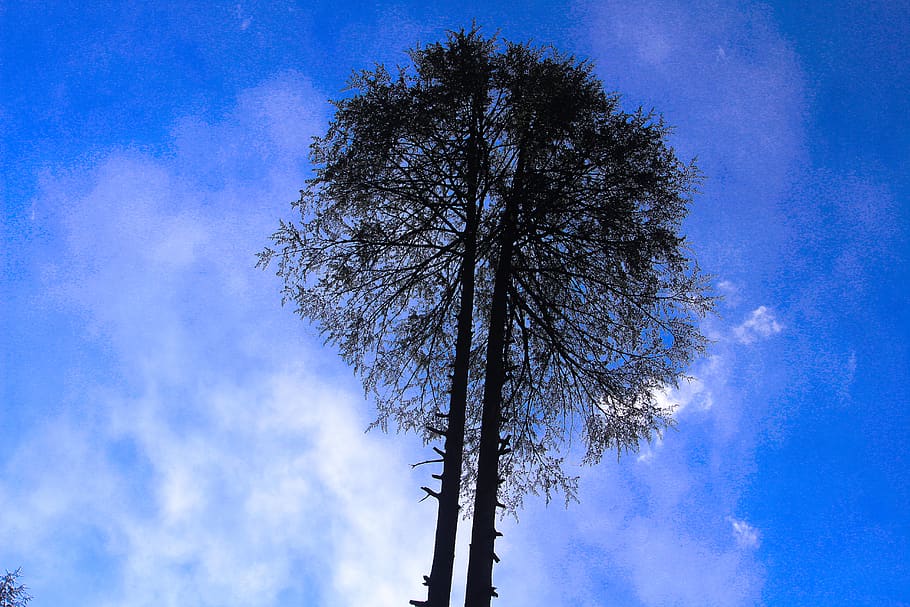 india, manali, blue, sky, tress, tree, low angle view, plant HD wallpaper