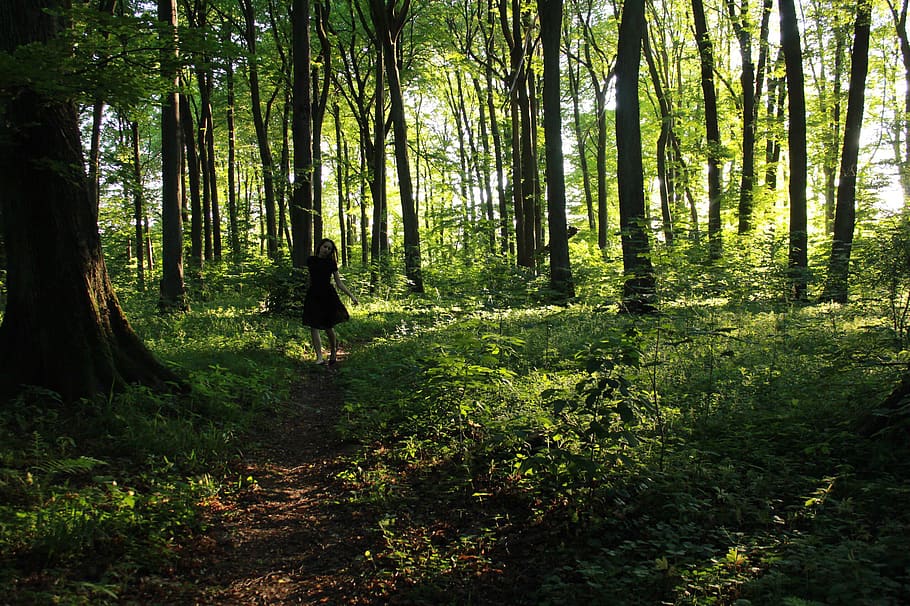 sun, forest, run, baby, green, tree, land, plant, growth, tranquility HD wallpaper