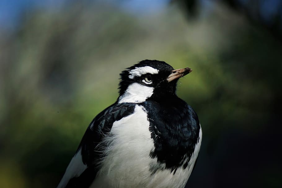 bird, nature, one animal, vertebrate, animal themes, animal wildlife HD wallpaper