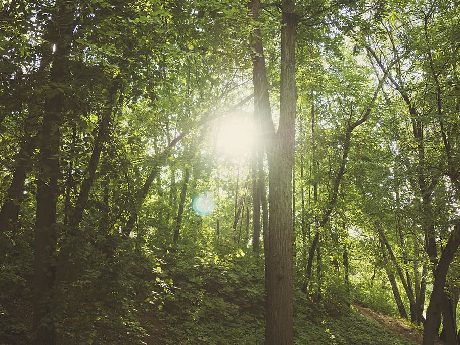 forest, summer, green, tree, sun, light, wood, nature, landscape HD wallpaper