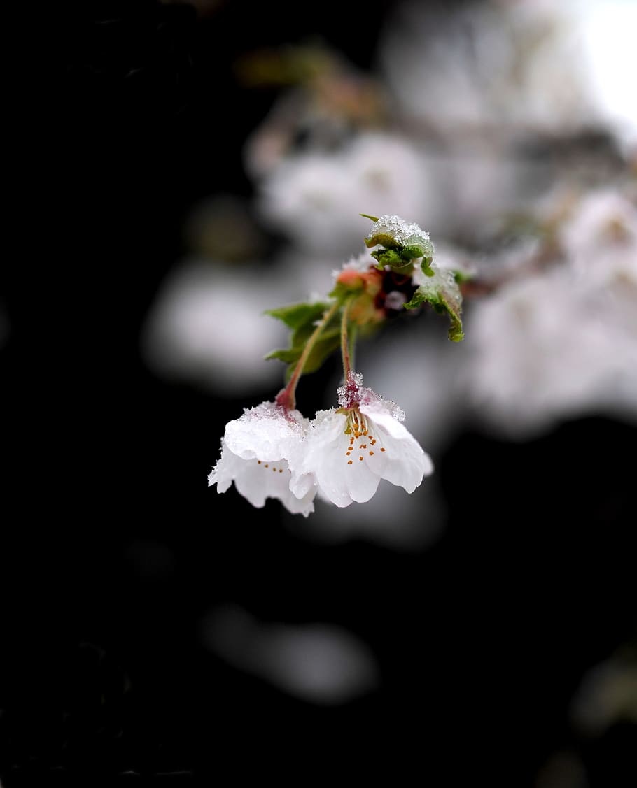 snow, flower, spring, beautiful, love, nature, white, flowers HD wallpaper