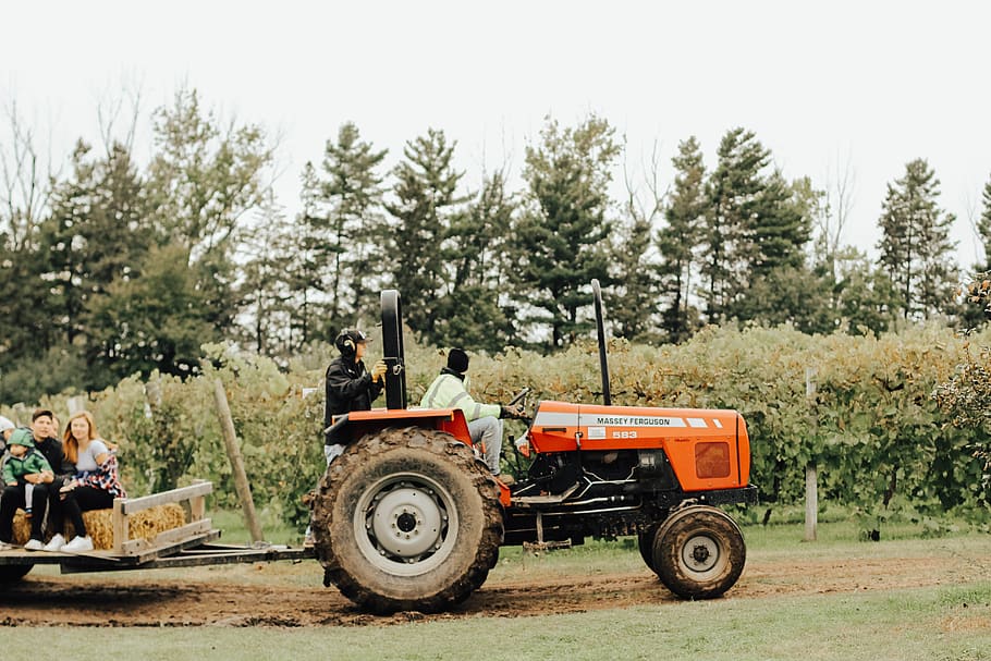man riding red tractor, tree, plant, transportation, mode of transportation HD wallpaper