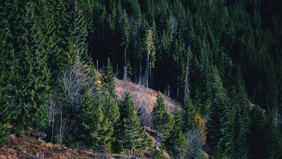 green pine tress, tree, plant, fir, abies, conifer, barajul lacului oașa HD wallpaper