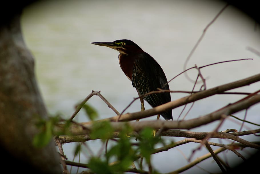 ave, tabasco, mexico, bird, one animal, vertebrate, animal themes HD wallpaper