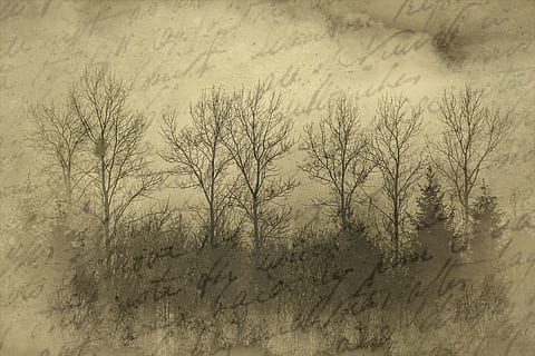 historically, old, document, photo, vintage, trees, forest HD wallpaper