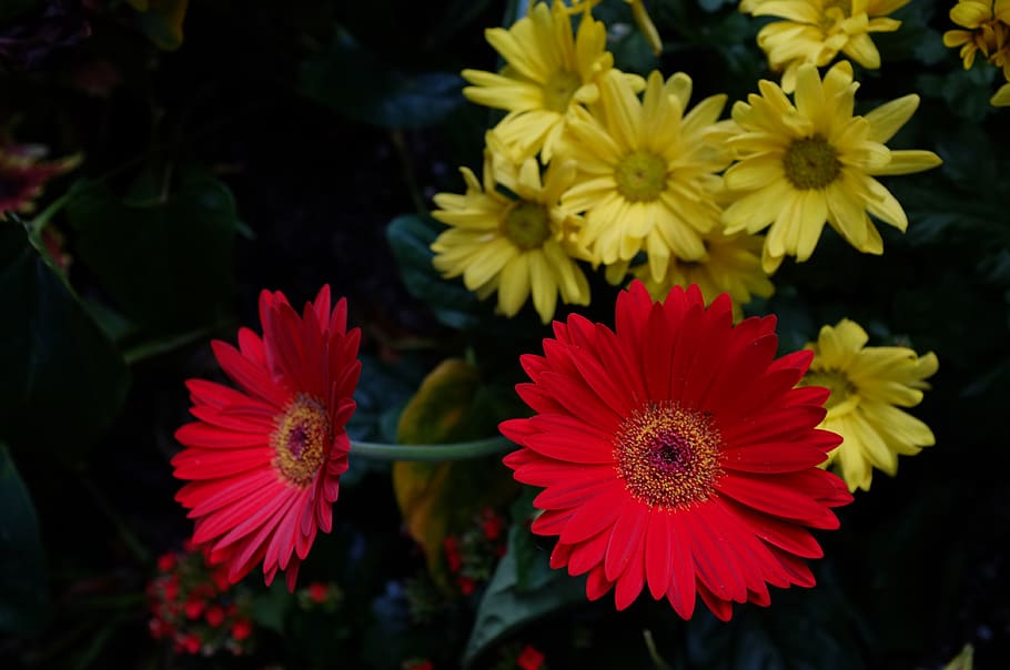 canada, toronto, yellow, red, flowers, flowering plant, vulnerability HD wallpaper