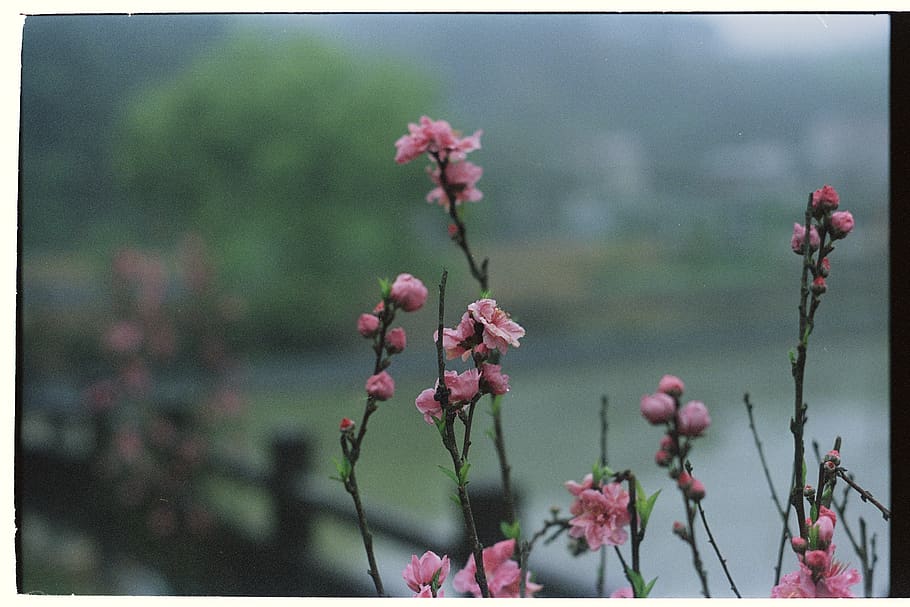 flower, winter, rain, rainy, pink, pinky, film, flowering plant HD wallpaper