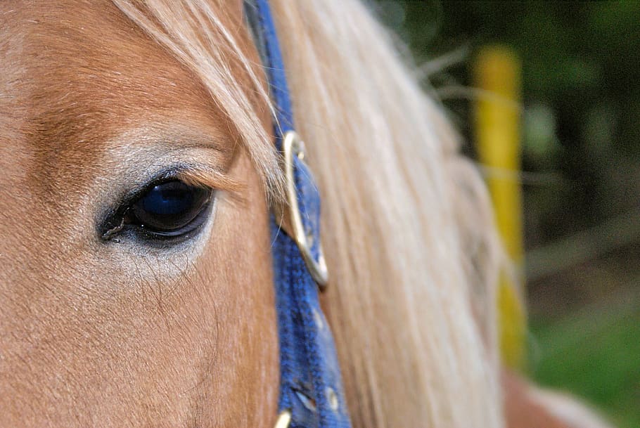 horse, eye, close up, one animal, animal themes, livestock HD wallpaper