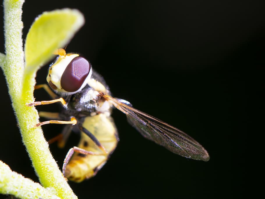 bee perching on green stem, close-up, one animal, animal wildlife HD wallpaper