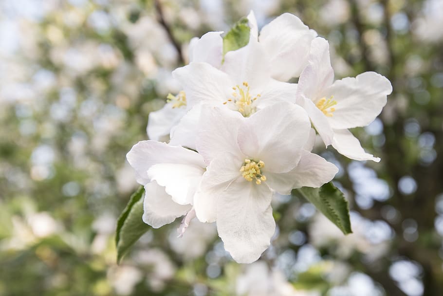cherry blossom, cherries, cherry tree, spring, flowering twig HD wallpaper