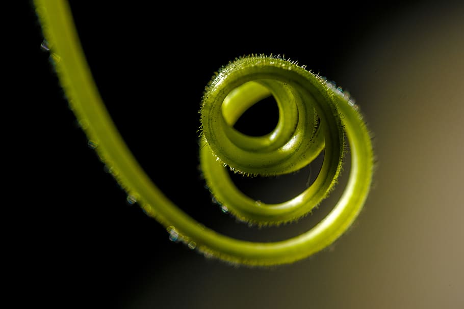 macro, vine, studio shot, black background, green color, close-up HD wallpaper