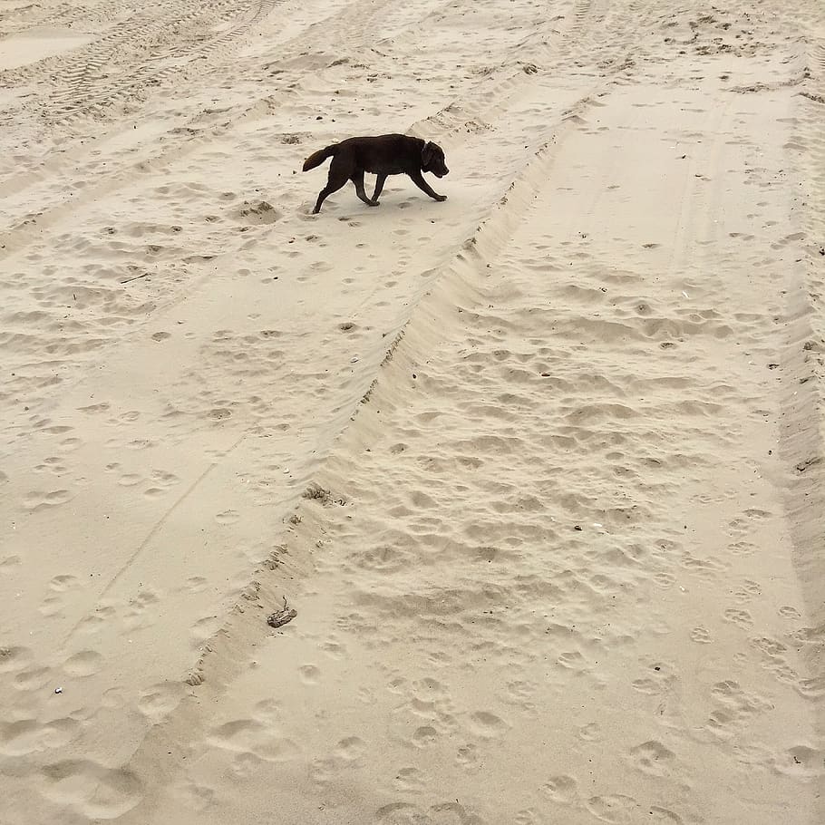walk, dog, sand, one animal, land, animal themes, beach, mammal HD wallpaper