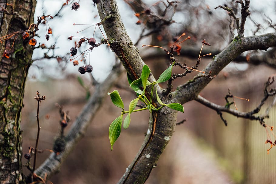 branches, stem, fruit, nature, plant, bokeh, blur, outdoor HD wallpaper
