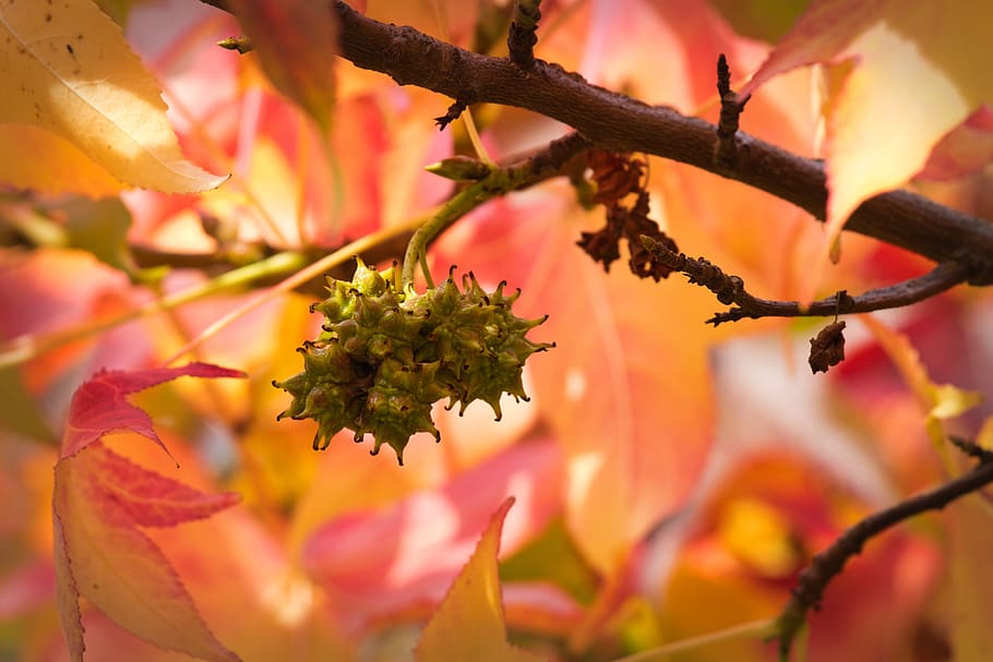 leaves, maple, fruit, autumn, fall leaves, autumn colours, branch HD wallpaper