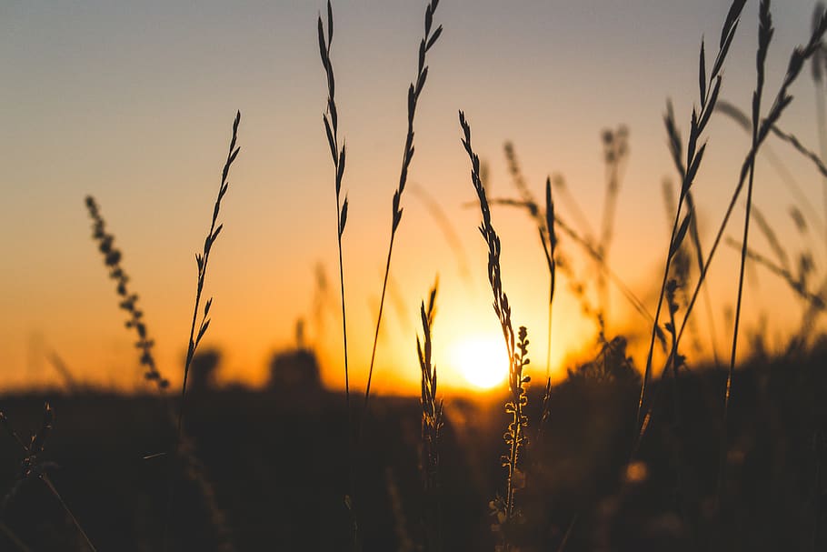 Shallow Focus Photography of Brown Grass, backlit, blurred background HD wallpaper