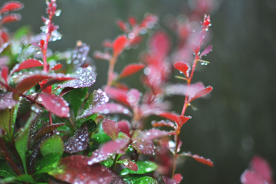 plant, rain drop, raindrop, drops, red, green, macro, growth HD wallpaper