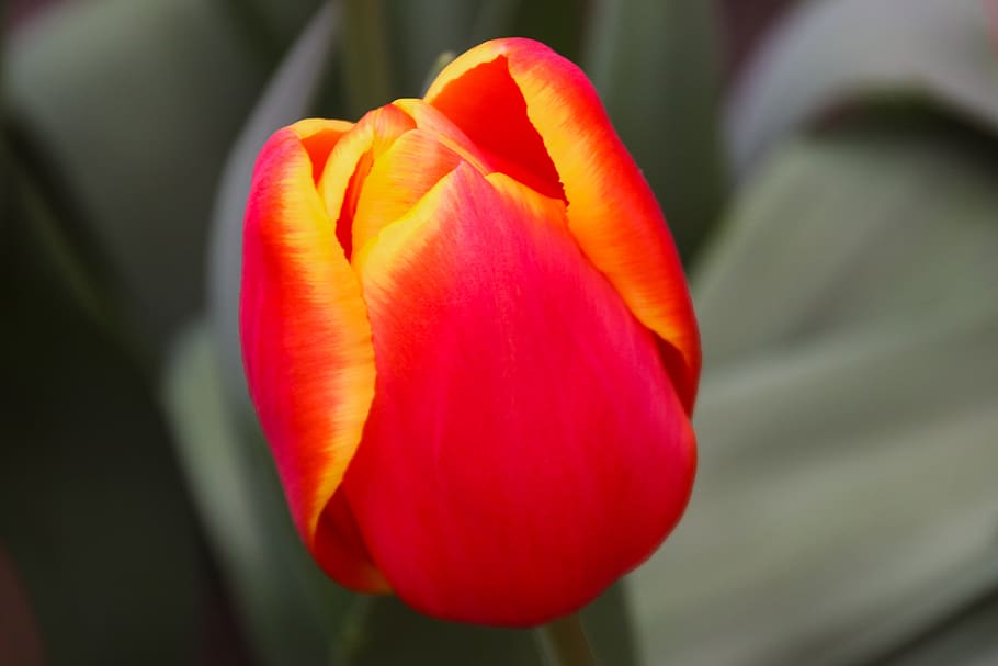 nature, flower, tulip, spring, blossom, bloom, petals, red yellow HD wallpaper