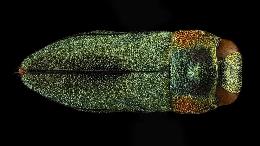 beetle, macro, mounted, wildlife, nature, insect, usgs, close up HD wallpaper