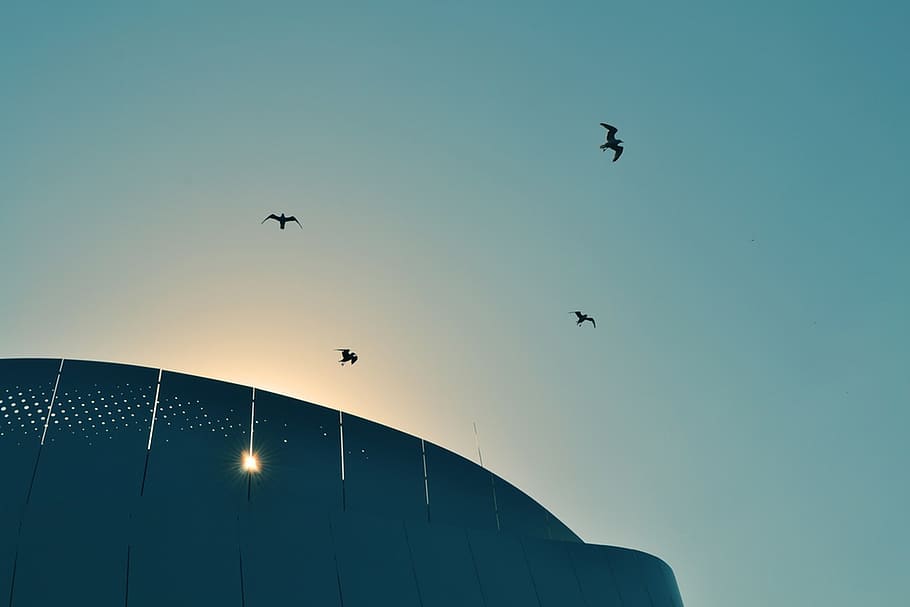 Birds Flying, aviation, daylight, motion, sky, low angle view HD wallpaper