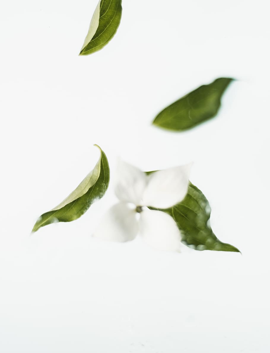 leaf, plant, green, jar, vase, pottery, potted plant, petal HD wallpaper