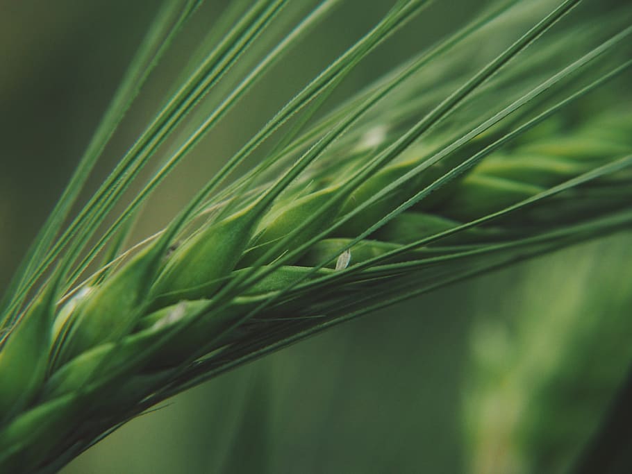 wheat, field, summer, nature, agriculture, harvest, cereals HD wallpaper