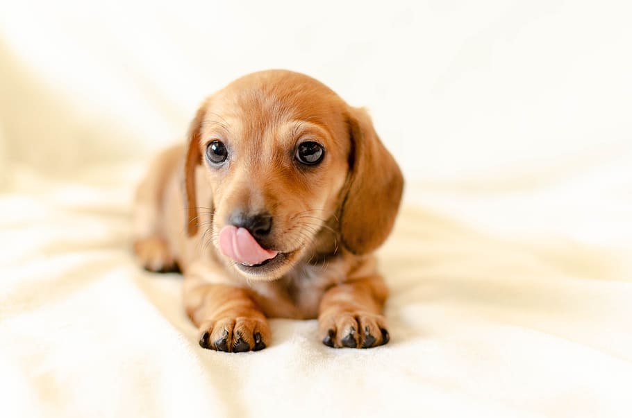 puppy, dog, dachshund, brown, tongue, lick, canine, one animal, HD wallpaper