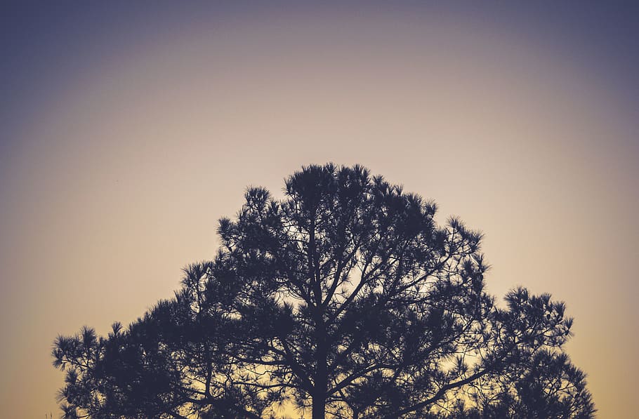 nature, landscape, tree, leaves, shadow, sunset, clouds, sky HD wallpaper