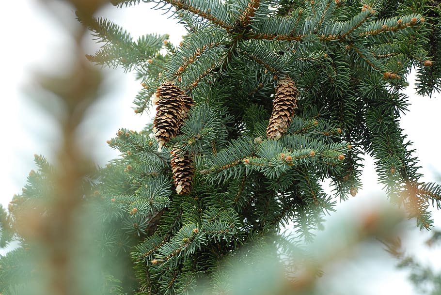 depth photography of pine tree with pine cones, branch, pinecone, HD wallpaper