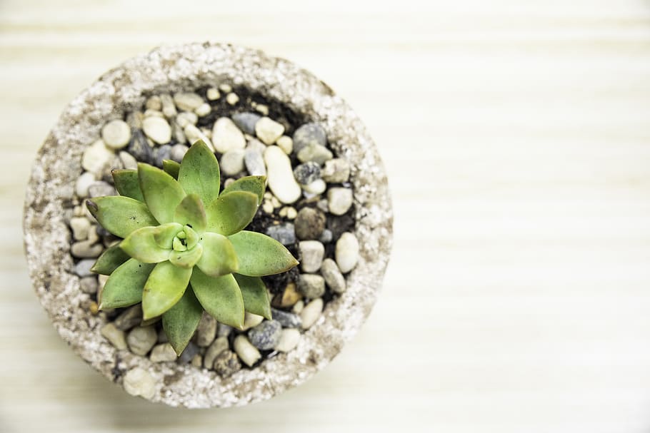 green succulents, food, close-up, indoors, food and drink, freshness HD wallpaper