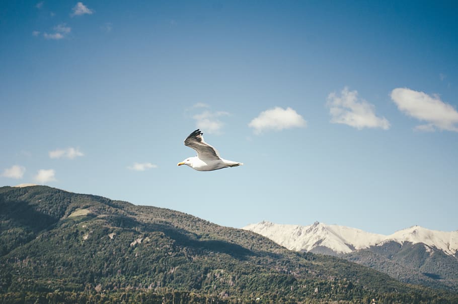 a white bird in flight, animal, flying, seagull, outdoors, vulture HD wallpaper