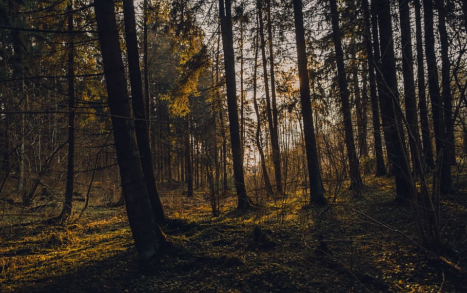 Silhouette Photography of Into the Woods, autumn, beautiful, branches HD wallpaper
