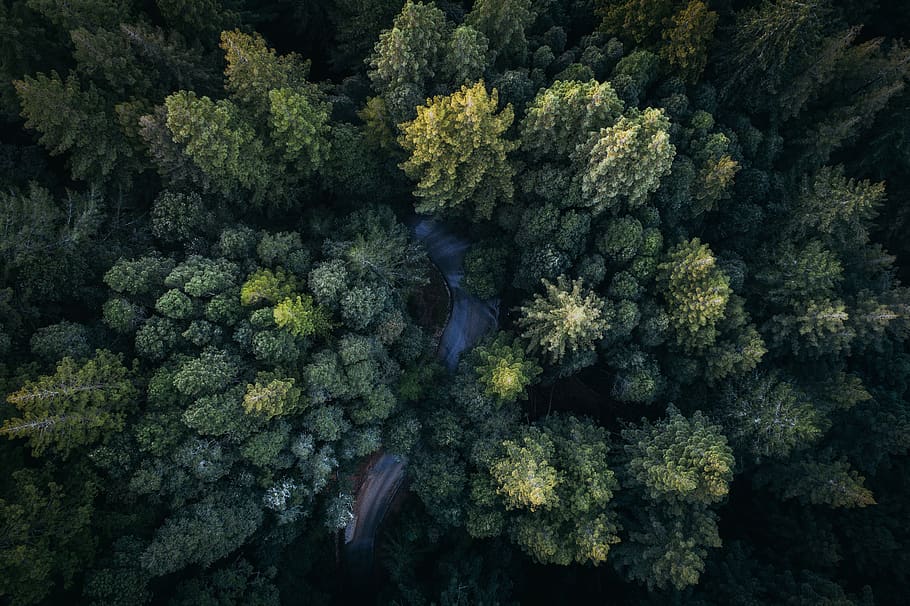 green, leaf, trees, plants, nature, forest, outdoor, aerial HD wallpaper