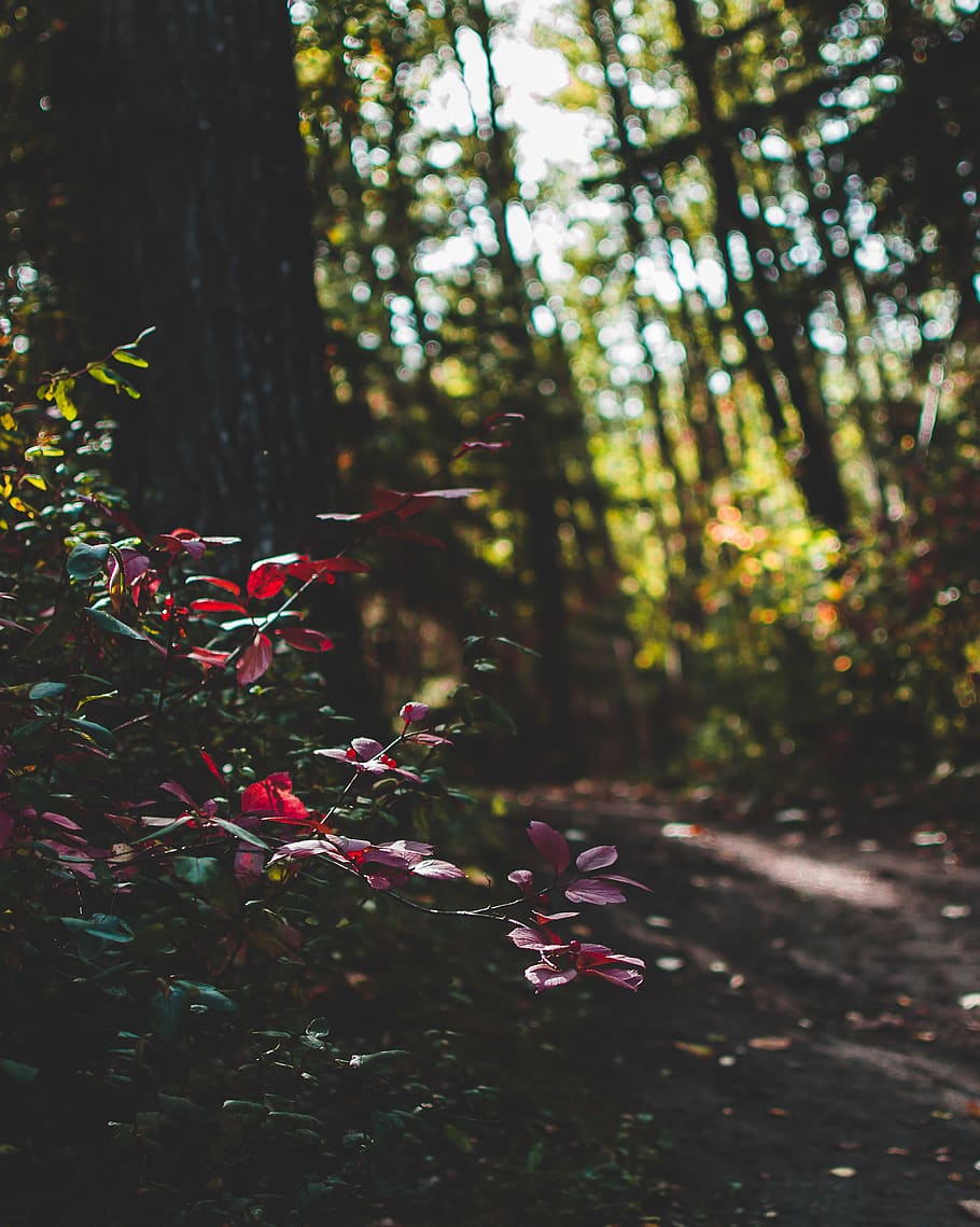 canada, grande prairie, plant, growth, tree, beauty in nature HD wallpaper