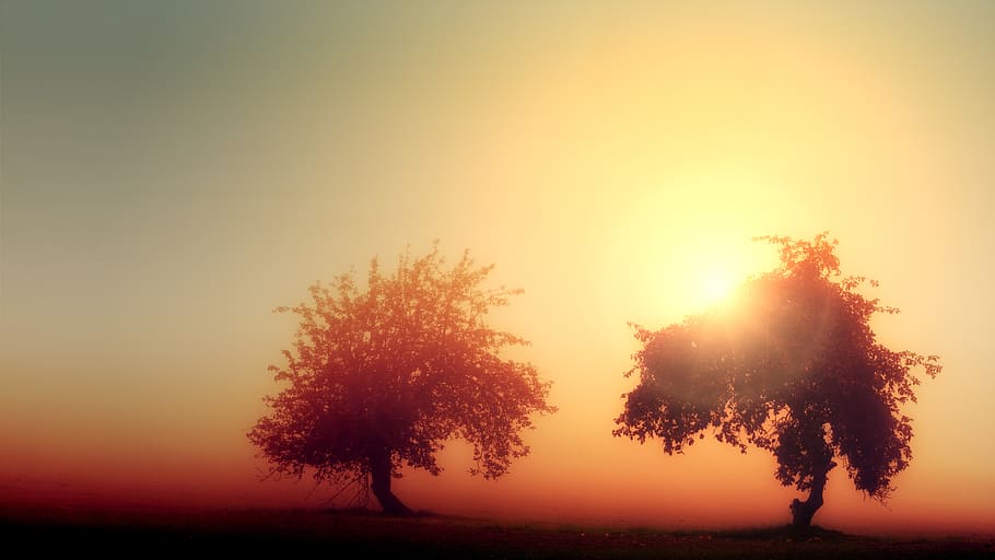 Photo of Trees During Dawn, 4k wallpaper, backlit, bright, environment HD wallpaper