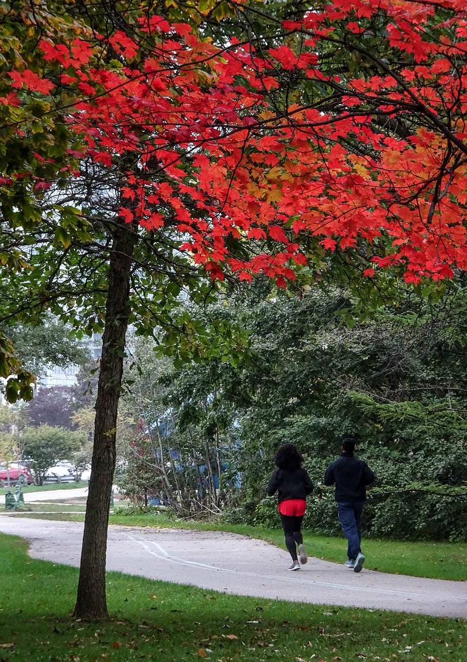 canada, toronto, plant, tree, real people, two people, rear view HD wallpaper