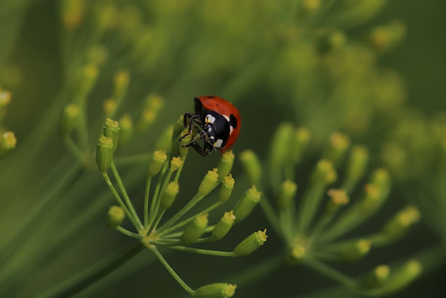 ladybug, insect, dill, spice, herbs, garden, nature, plant HD wallpaper