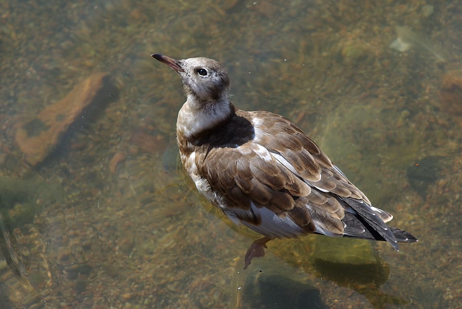 seagull, young, nature, bird, animal, curious, animal wildlife HD wallpaper