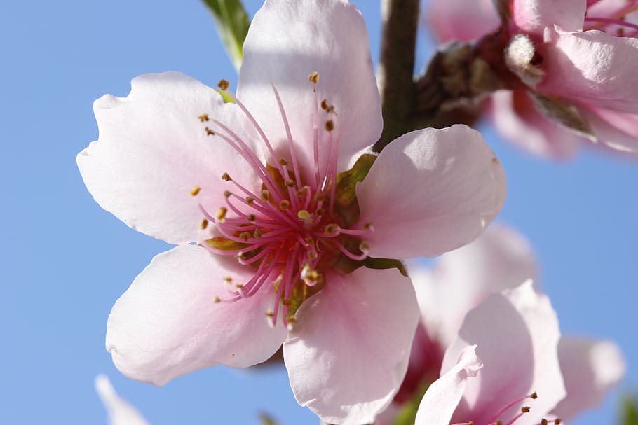 flower, peach tree, spring, flora, botanist, flowering plant HD wallpaper